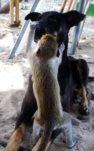 Lion Paw and Oliver making friends