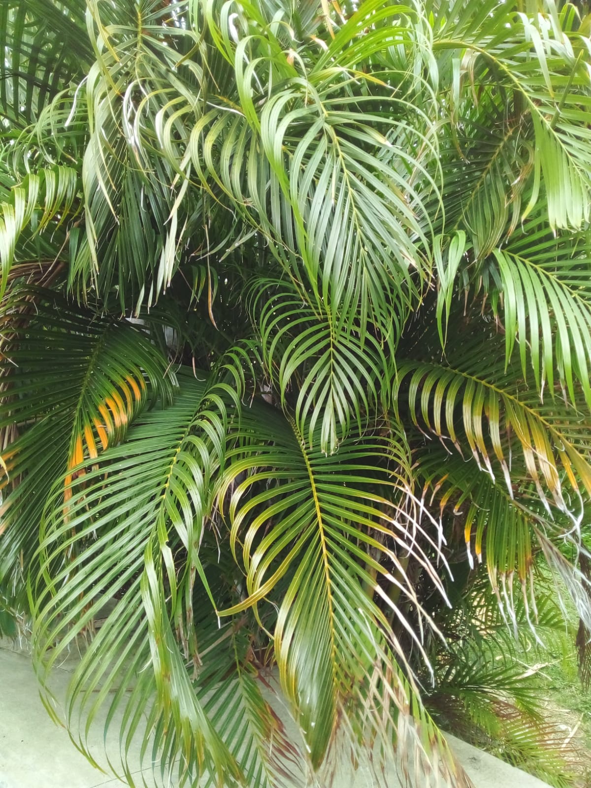 areca palm